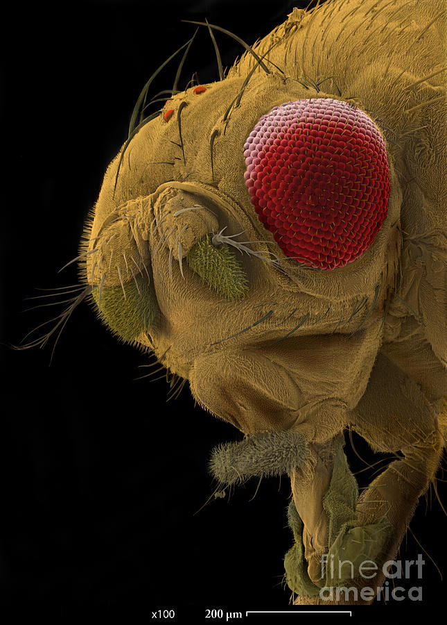 Sem Of A Mutant Fruit Fly Photograph by Ted Kinsman