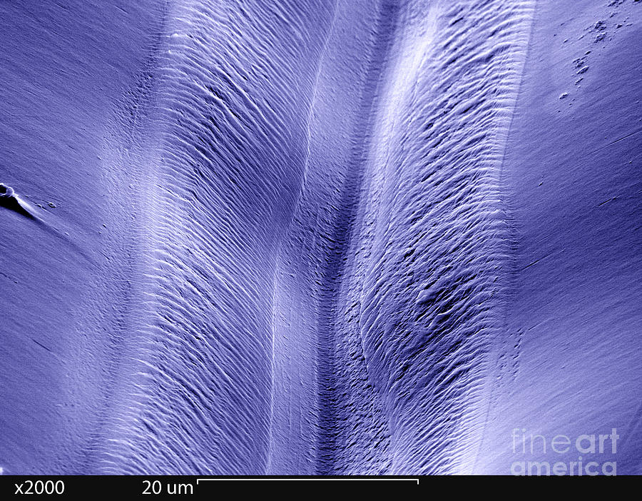 Sem Photograph - Sem Of A Record #1 by Ted Kinsman
