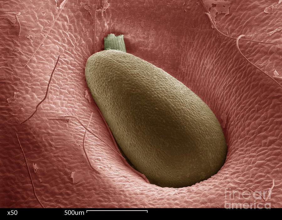 Sem Of A Strawberry Seed #1  by Ted Kinsman