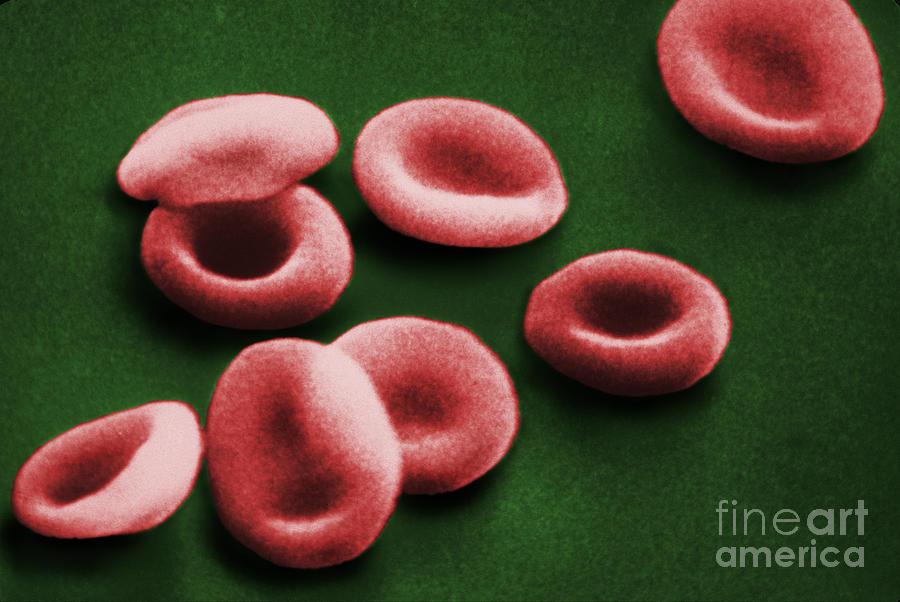 Sem Of Red Blood Cells #1 Photograph by Omikron
