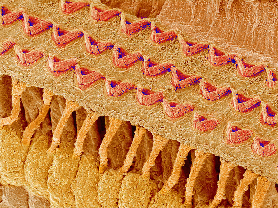Cilium Photograph - Sensory Hair Cells In Ear, Sem #1 by Susumu Nishinaga