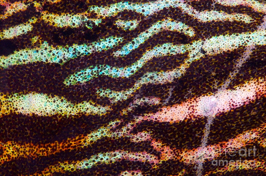 Sepia Cuttlefish #1 Photograph by Dante Fenolio