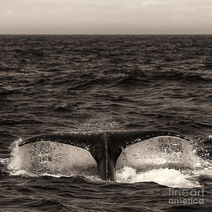 Sepia Humpback Tail #1 Photograph by Darcy Michaelchuk