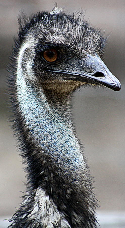 Serious Emu #1 Photograph by Tam Graff