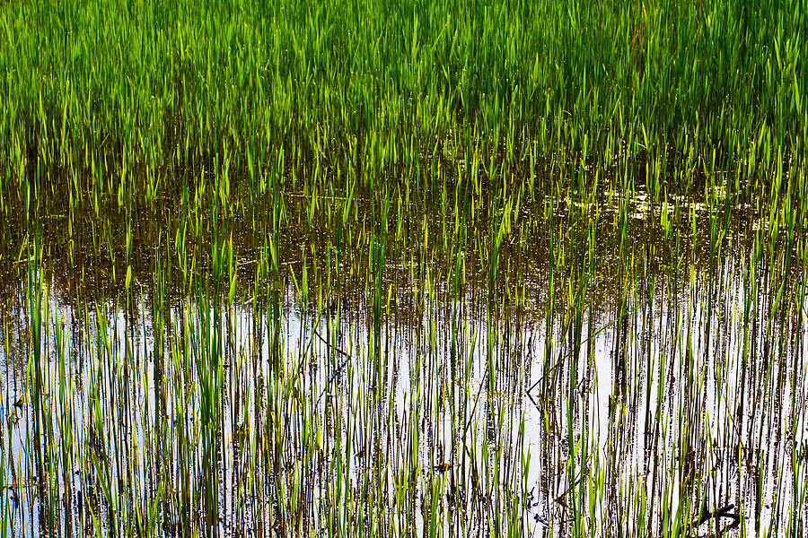 Shallow Pond Reeds Photograph by David Pyatt - Fine Art America