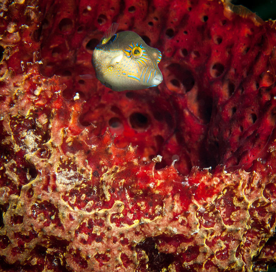 Sharp Nosed Puffer #3 Photograph by Jean Noren