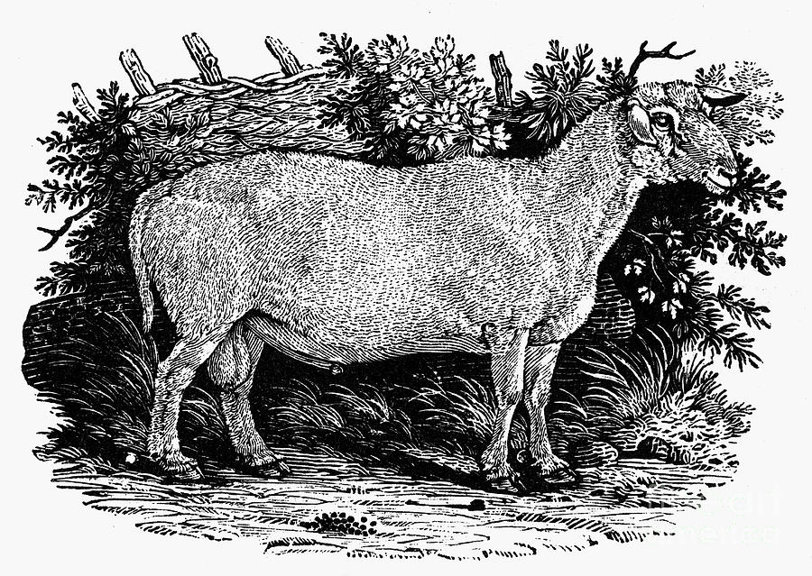1800 Photograph - SHEEP, c1800 #1 by Granger