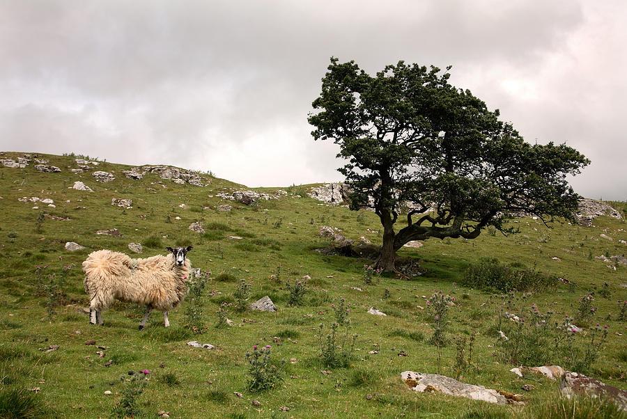 Sheep #1 Photograph by David Harding