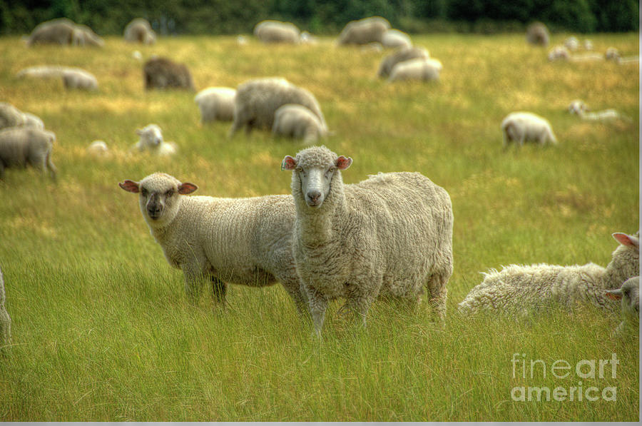Sheep #1 Photograph by Marc Bittan
