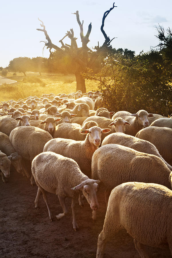 Sheeps In Dehesa, Typical Pasture Of Extremadura #1 Photograph by Gonzalo Azumendi