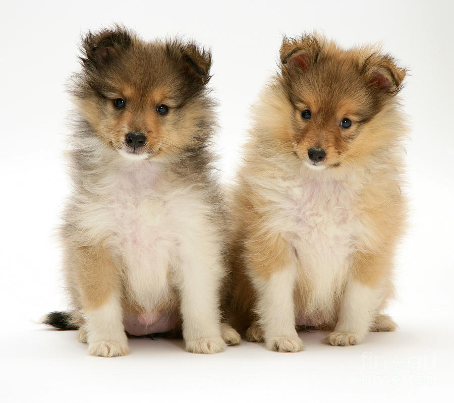 Sheltie Puppies #1 Photograph by Jane Burton