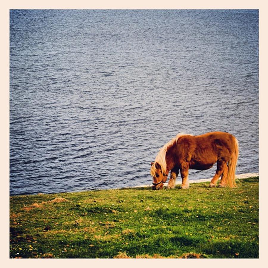 Nature Photograph - Shetlands Pony #1 by Luisa Azzolini