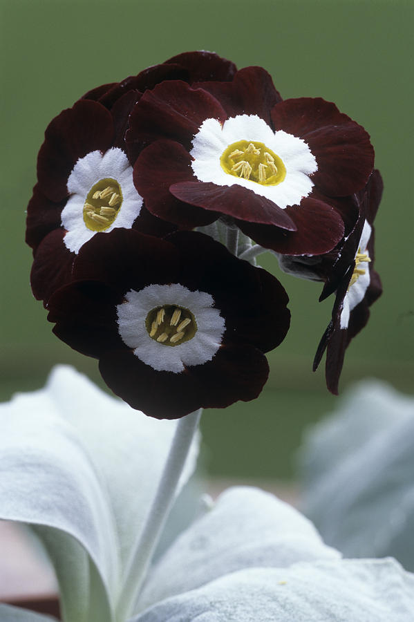 flower auricula