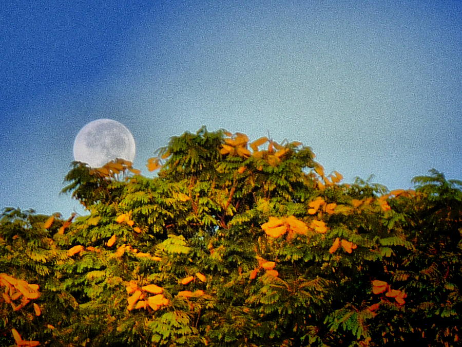 Moon Photograph - Shy Moon #1 by Beto Machado