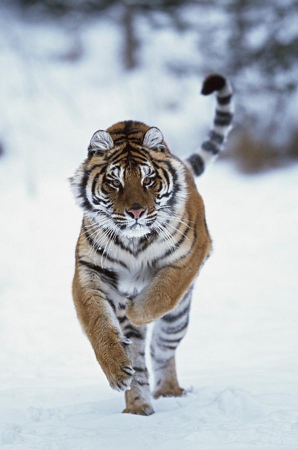 Wildlife Photograph - Siberian Tiger Panthera Tigris Altaica #1 by David Ponton