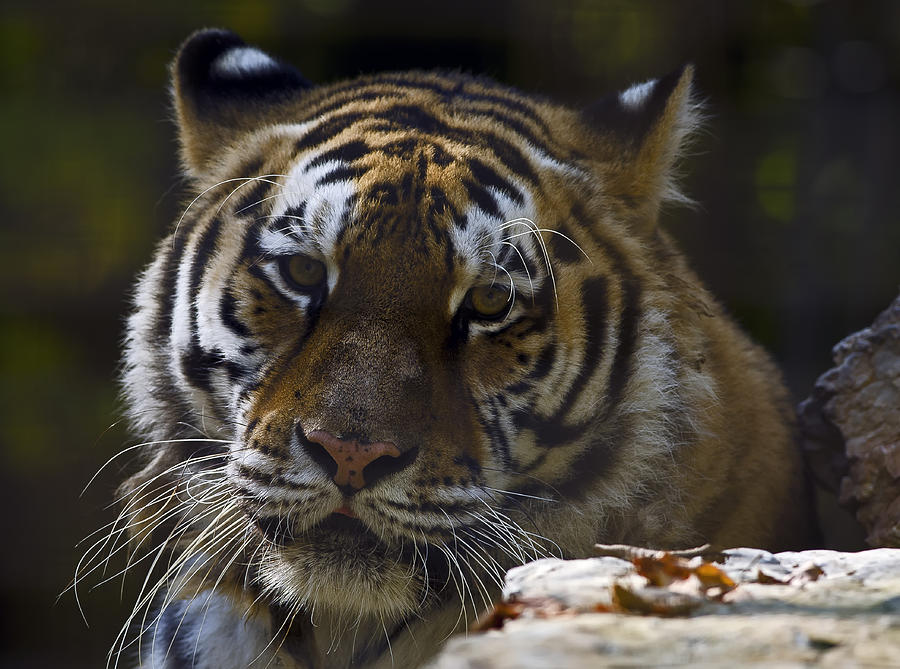 Siberian Tiger Portrait #2 Photograph by JT Lewis