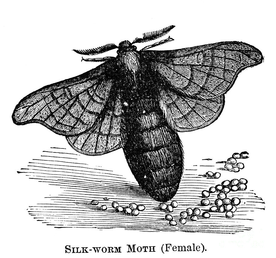 Silkworm Moth Photograph by Granger