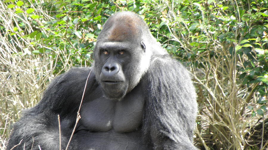 Silverback Gorilla Photograph by Kim Galluzzo Wozniak