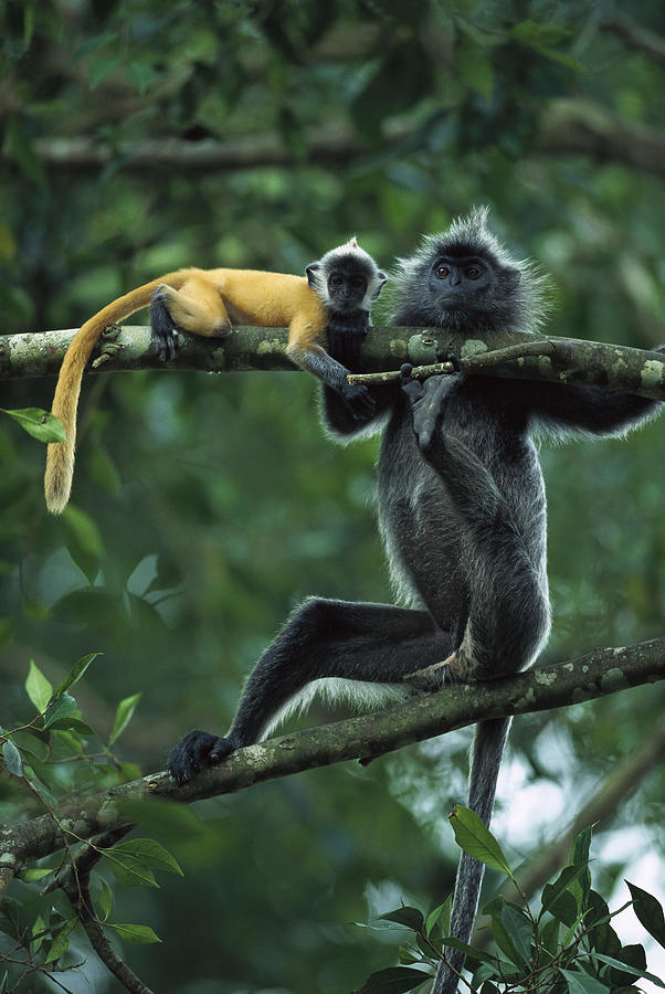 Silvered Leaf Monkey Trachypithecus #1 Photograph by Cyril Ruoso