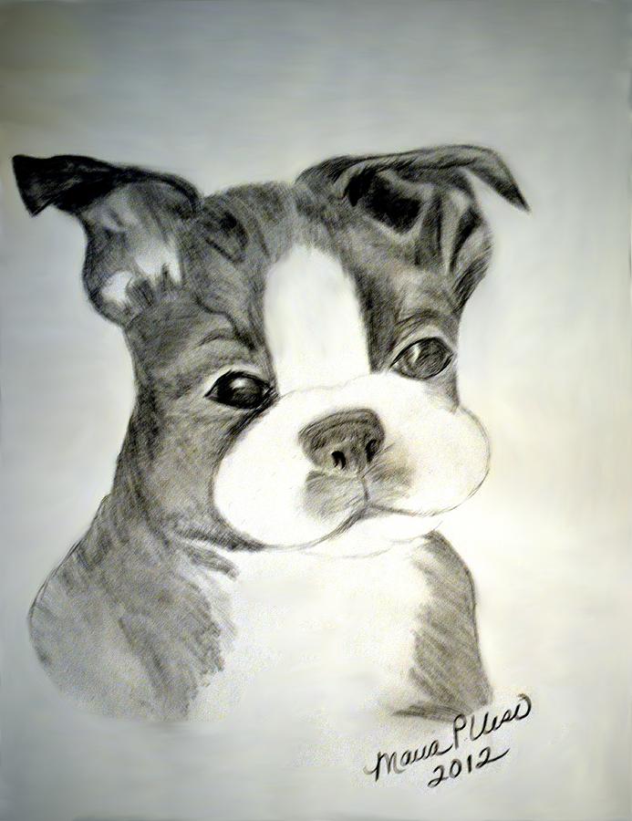 Simply Irresistable #1 Drawing by Maria Urso