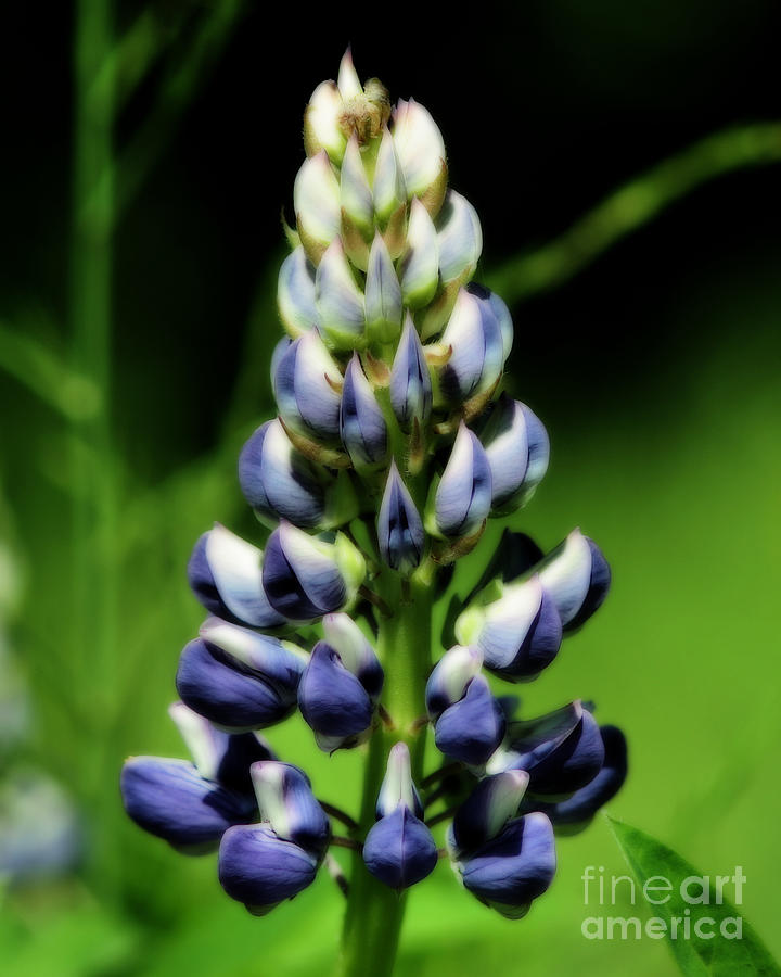 Single Lupine Flower Photograph by Smilin Eyes Treasures