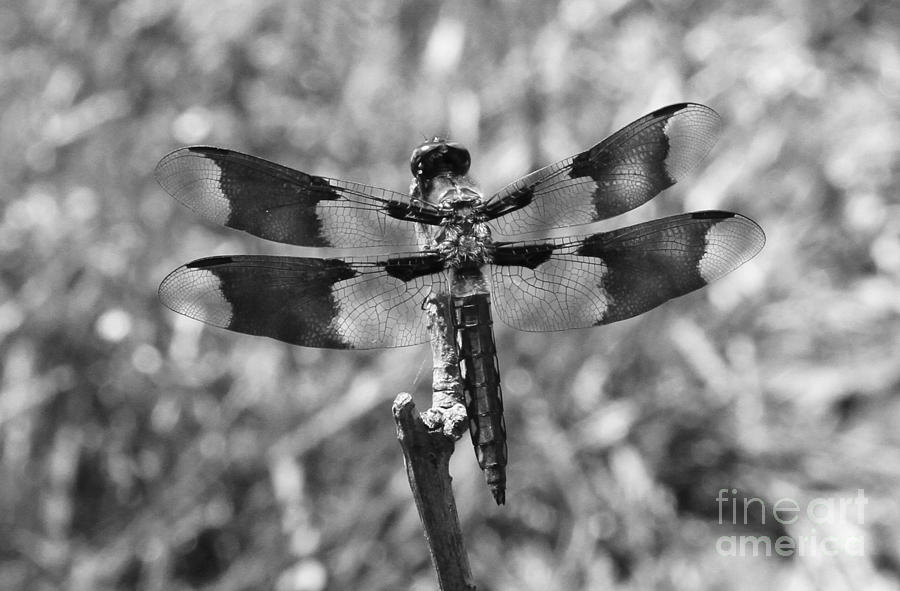 Skimmer Dragonfly Photograph by Krista Kulas - Fine Art America