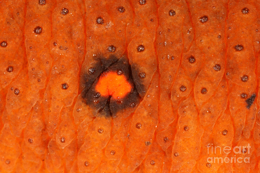 Skin Of Eastern Newt #1 Photograph by Ted Kinsman