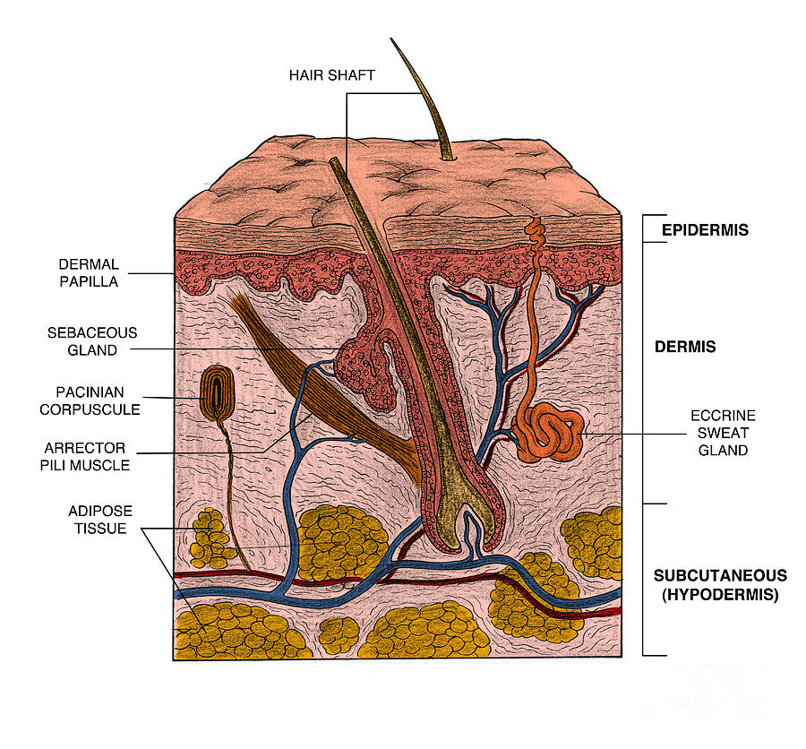 adipose tissue in skin