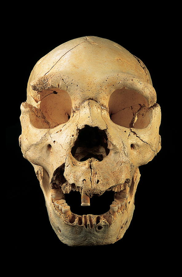 Skull 5 Sima De Los Huesos Photograph By Javier Truebamsf