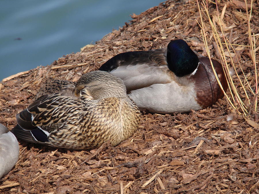 1 Sleeping Ducks Valia Bradshaw 