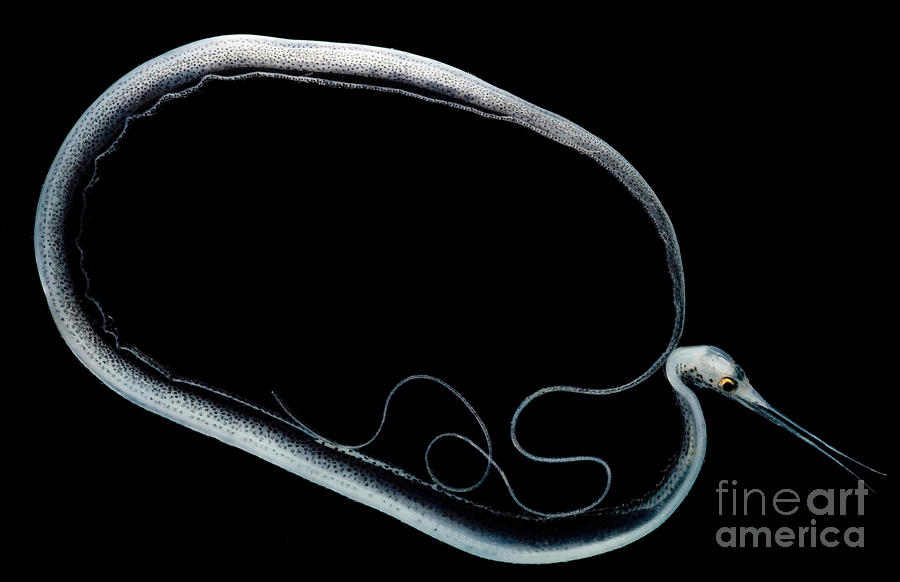 Slender Snipe Eel #1 Photograph by Dant Fenolio