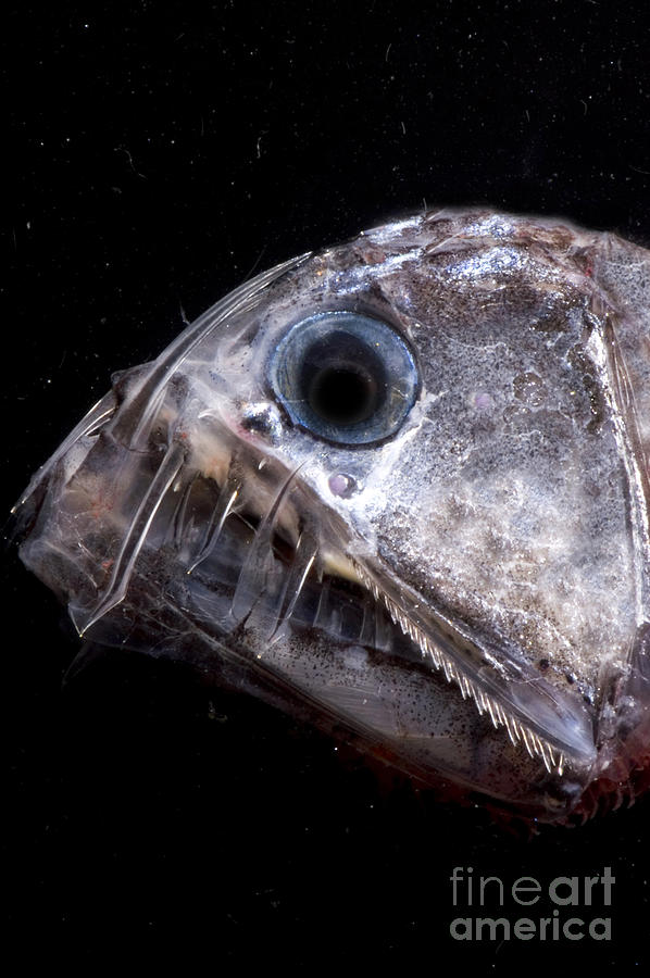 Fish Photograph - Sloanes Viperfish #1 by Dante Fenolio