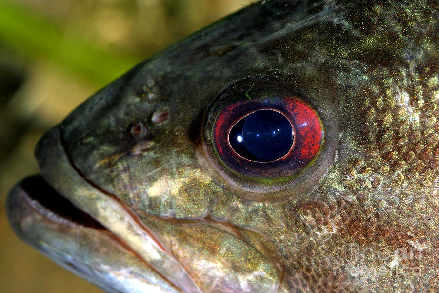 Smallmouth Bass Micropterus Dolomieu #1 Photograph by Ted Kinsman