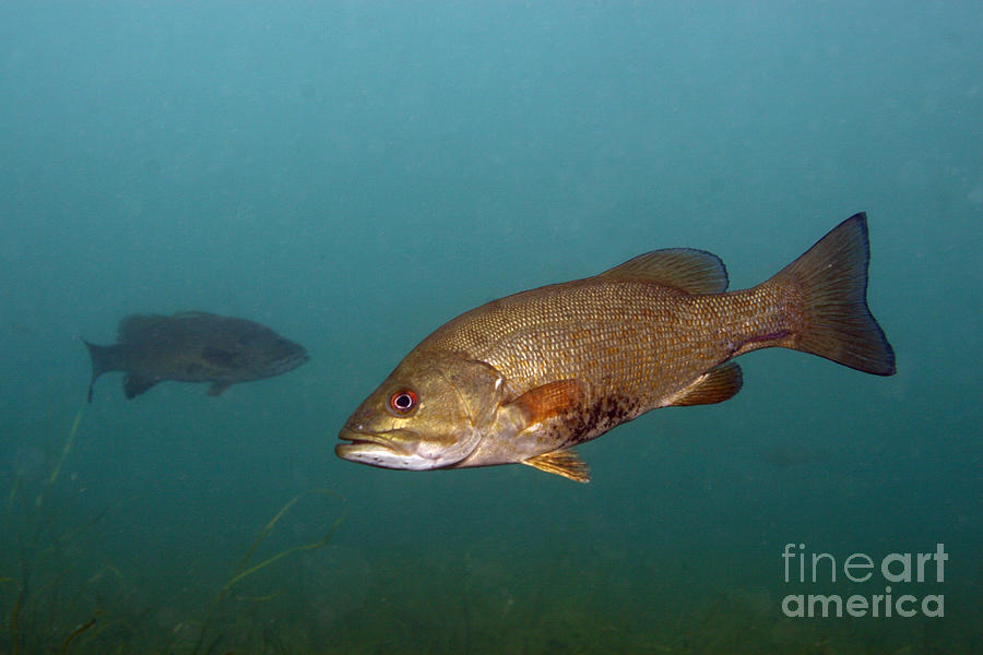 Smallmouth Bass #1 Photograph by Ted Kinsman