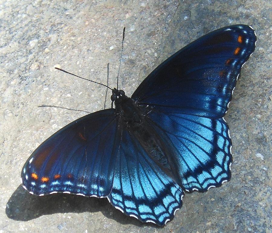 Smoky Mountain Butterfly Photograph by Linda Labadorf