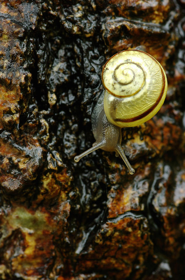 Snail, Pointe-des-cascades, Quebec #1 Photograph by Steeve Marcoux