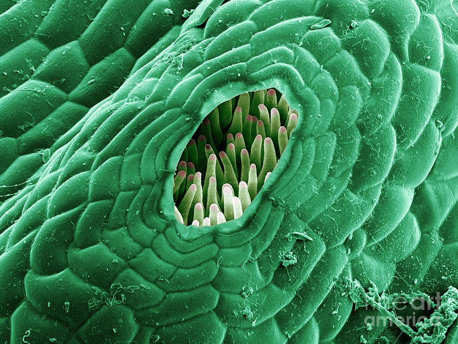 Snake Liverwort, Sem #1 Photograph by Ted Kinsman