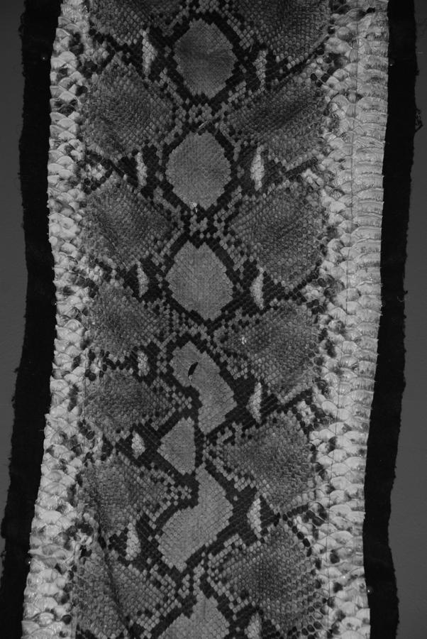 SNAKE SKIN in BLACK AND WHITE #1 Photograph by Rob Hans