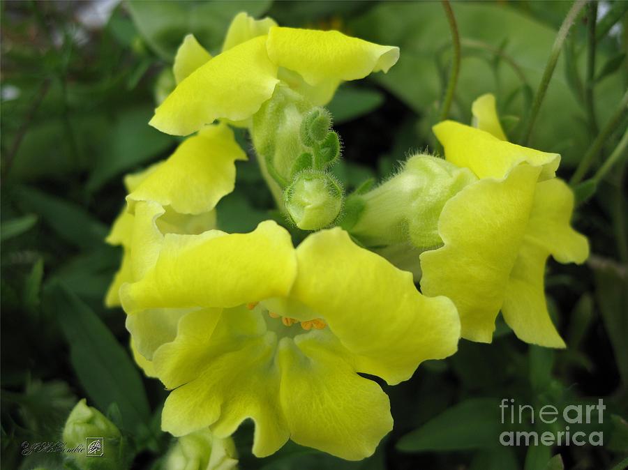 Nature Photograph - Snapdragon from the Mme Butterfly Mix #1 by J McCombie