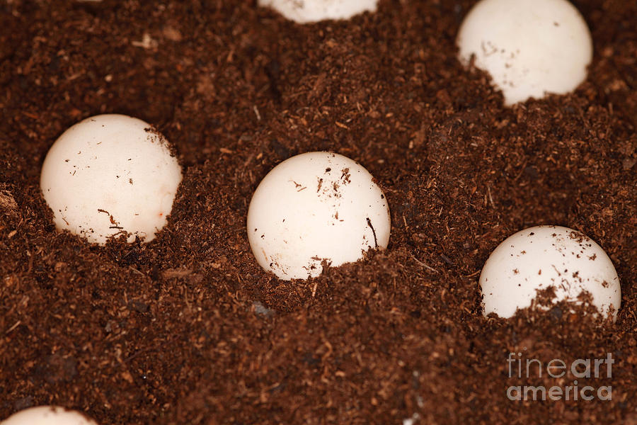Turtle  - Snapping Turtle Eggs #1 by Ted Kinsman