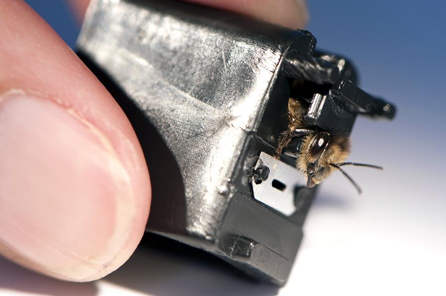 Sniffer Honeybee Detector. is a photograph by Louise Murray which was uploa...