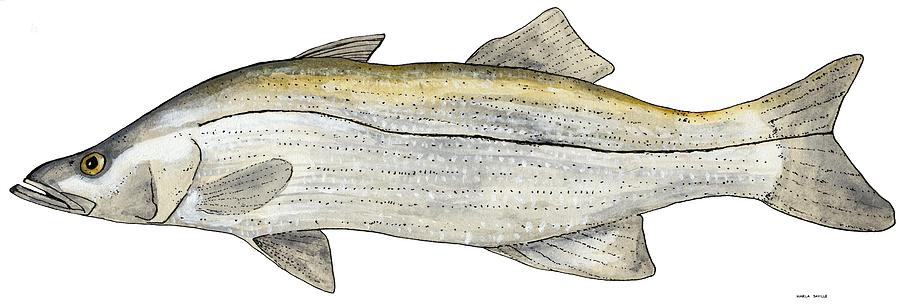Snook Painting by Marla Saville
