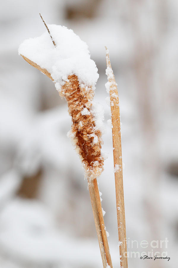 Snow Covered Cattail #1 Photograph by Steve Javorsky