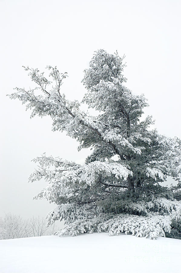 Winter Photograph - Snow-covered Tree #1 by HD Connelly