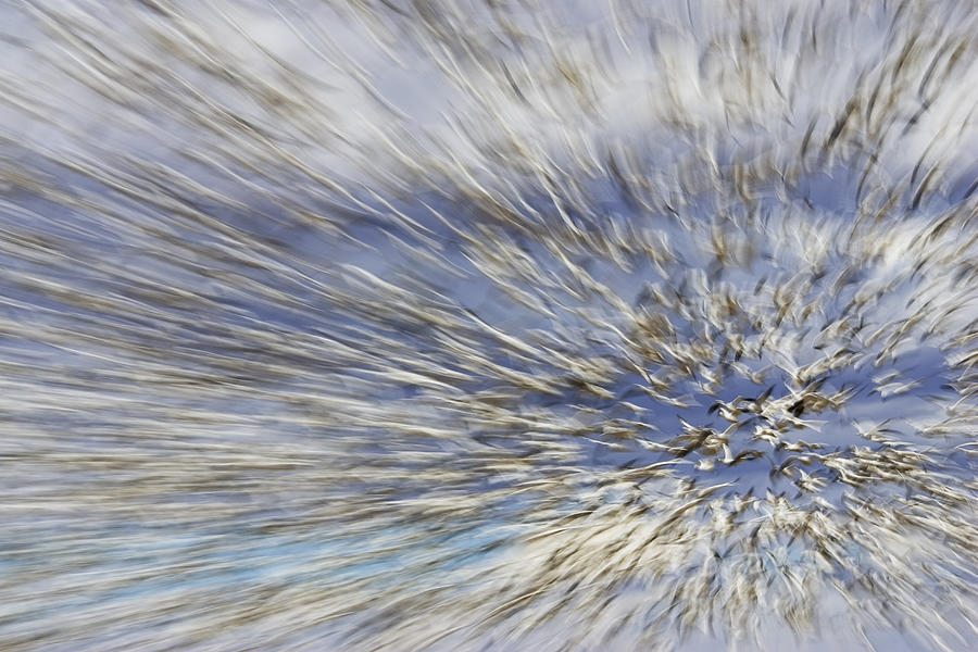 Snow Goose Flock Abstract Photograph by Konrad Wothe