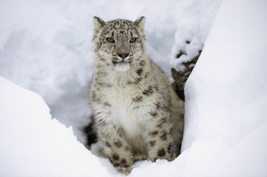Animal Photograph - Snow Leopard Adult Portrait In Snow #1 by Tim Fitzharris