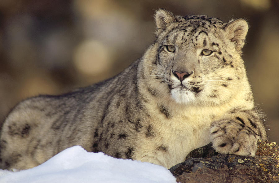 Snow Leopard Uncia Uncia Portrait #1 Photograph by Gerry Ellis