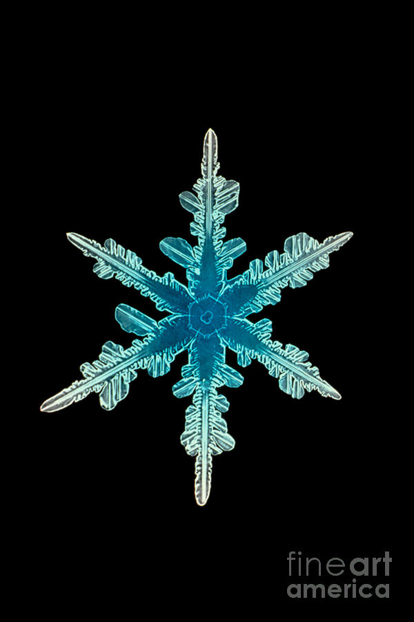 Winter Photograph - Snowflake Crystal #1 by Science Source