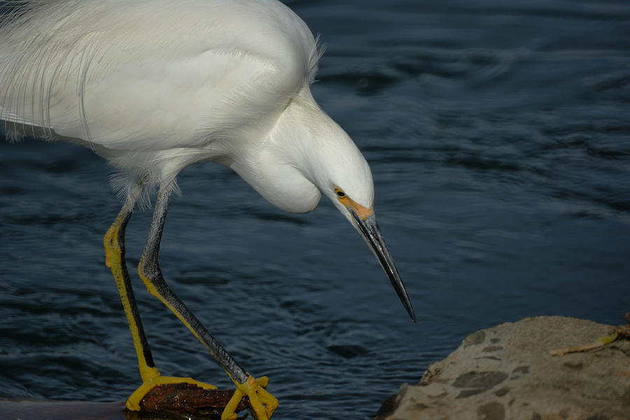 Snowy Egret 8 Photograph By Ernie Echols Fine Art America