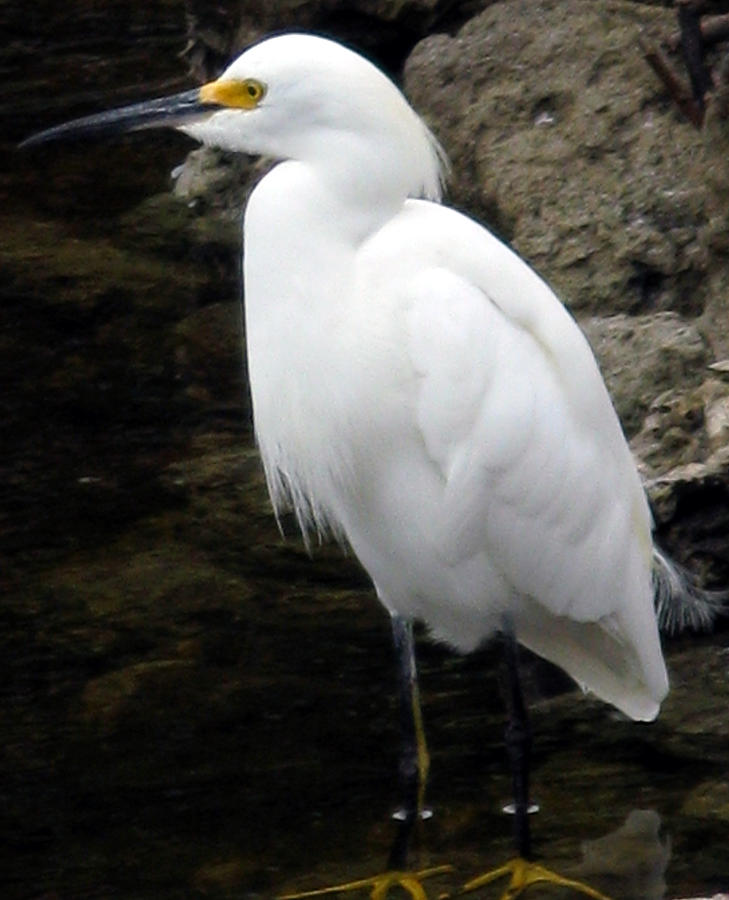 Snowy Egret  #1 Photograph by Patricia Januszkiewicz